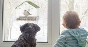 Furnizor de hrănitoare pentru păsări cu fereastră clară
